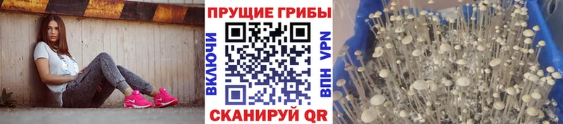 Псилоцибиновые грибы Magic Shrooms  закладки  площадка формула  Белореченск  МЕГА ONION 